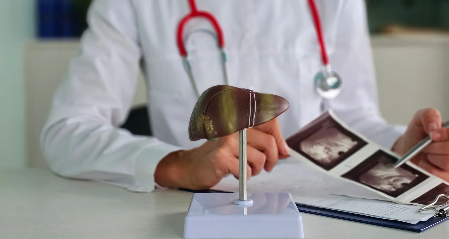 A doctor looking at liver scans and a model liver